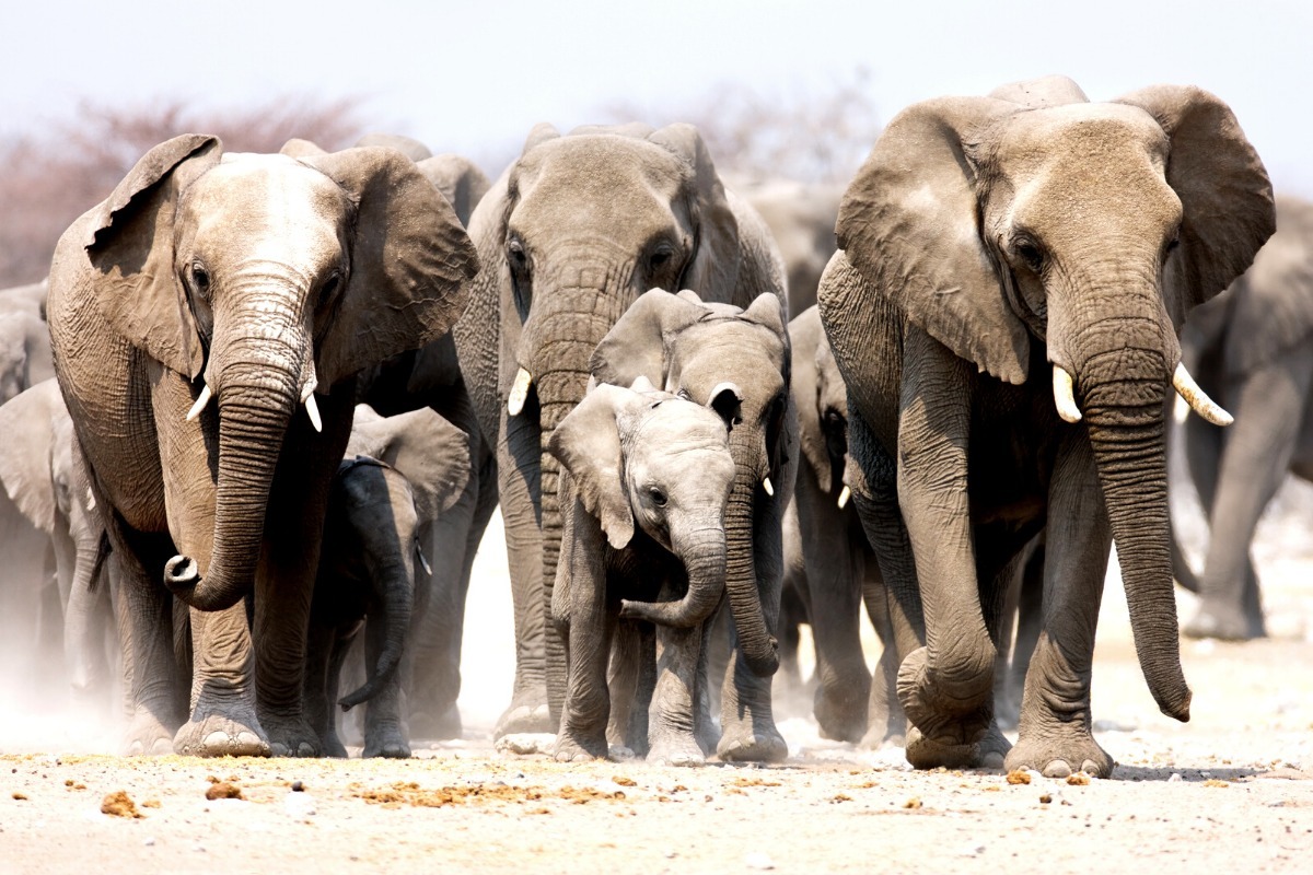 What can Christian leaders learn from Elephants? 1 6a471b2