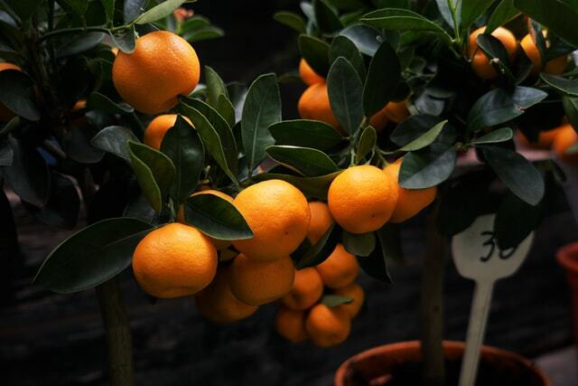 Bearing Fruits in keeping with Repentance (Luke 3.1-38) 1 a40ede9