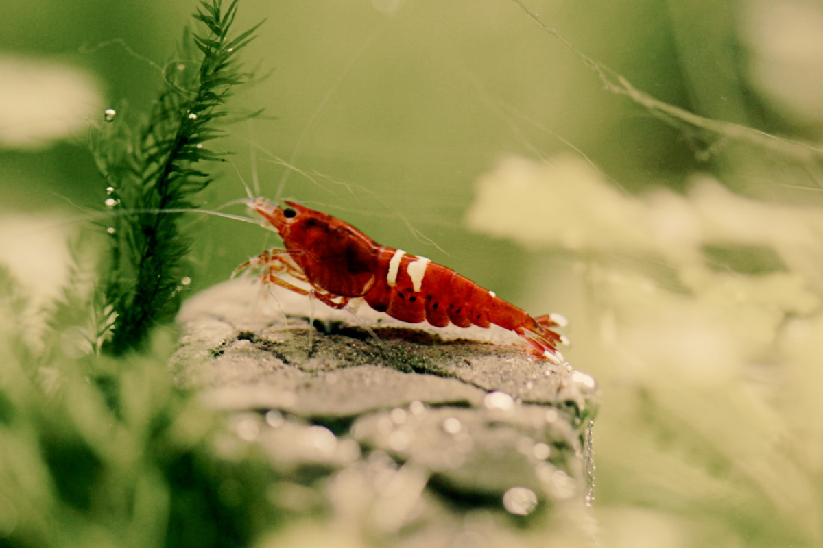 Survival Lessons from the Shrimp New