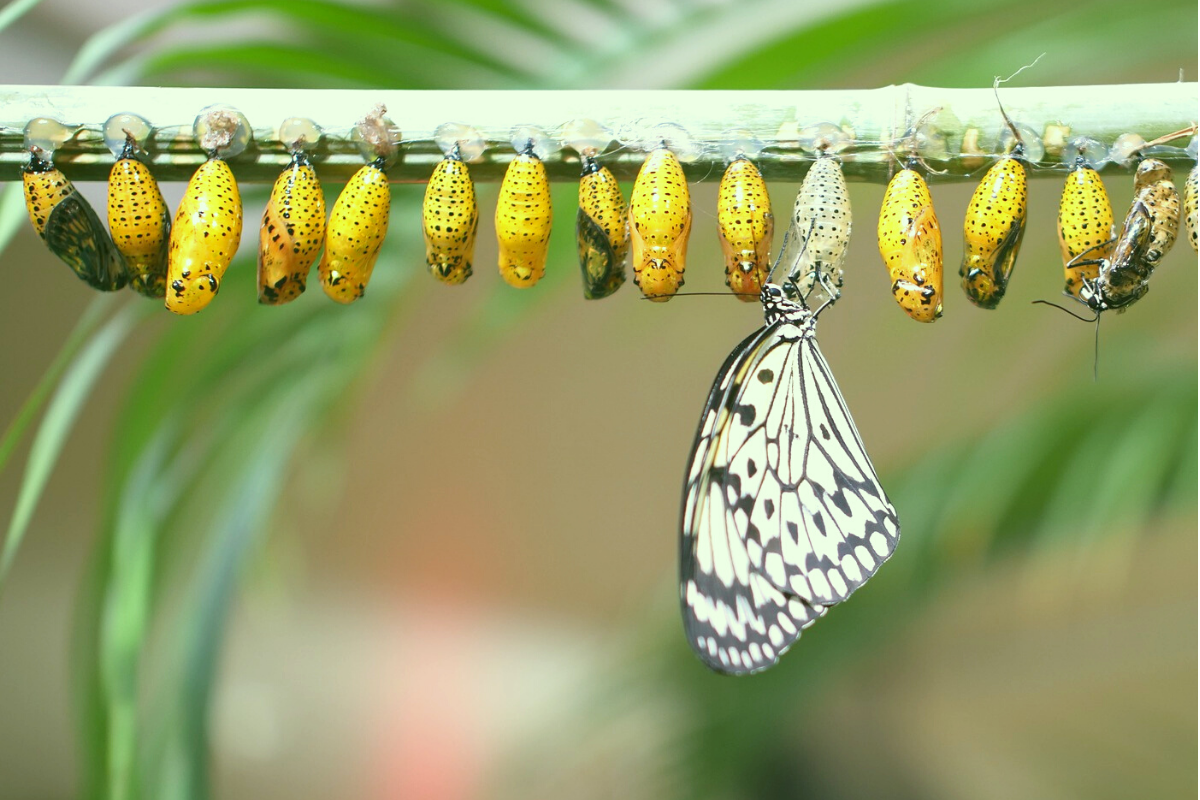 transformed image by needvid from pixabay butterfly life cycle ge39ba8a52 1920 1