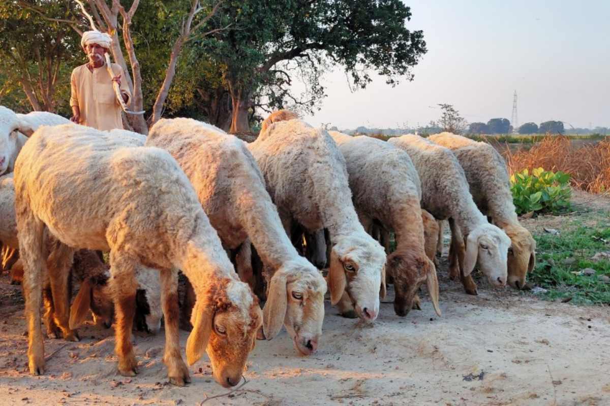 The Lord is My Shepherd 1 barnabas today sermon the lord is my shepherd rev vasudevan