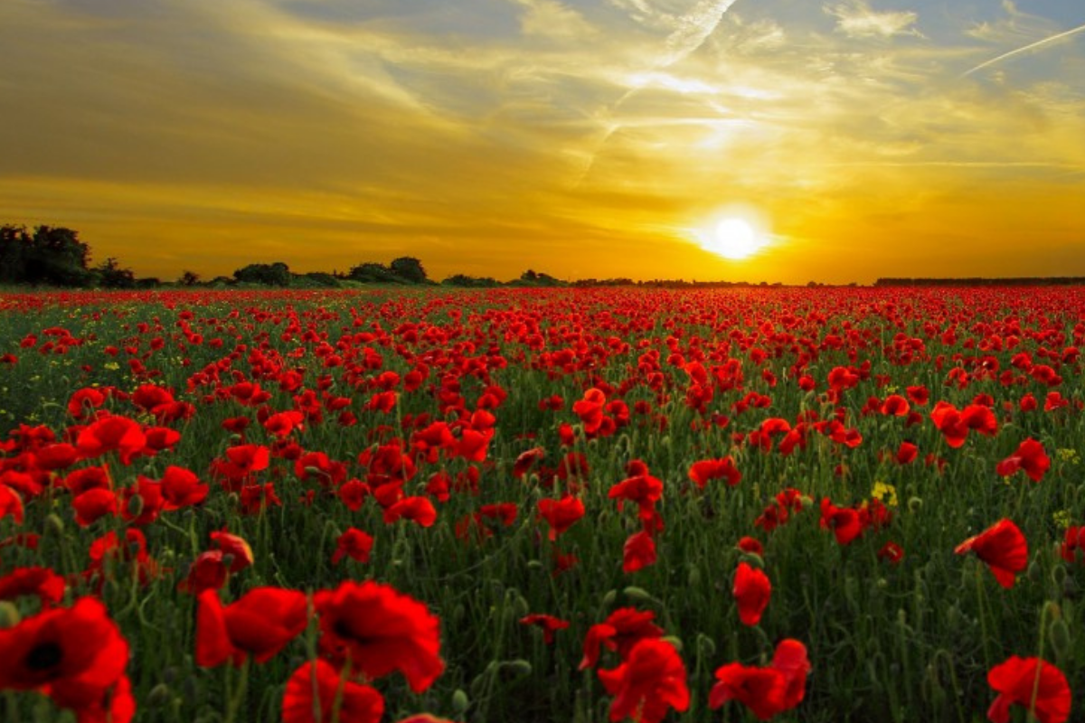 Sunset 1 sunset devotionals barnabas today