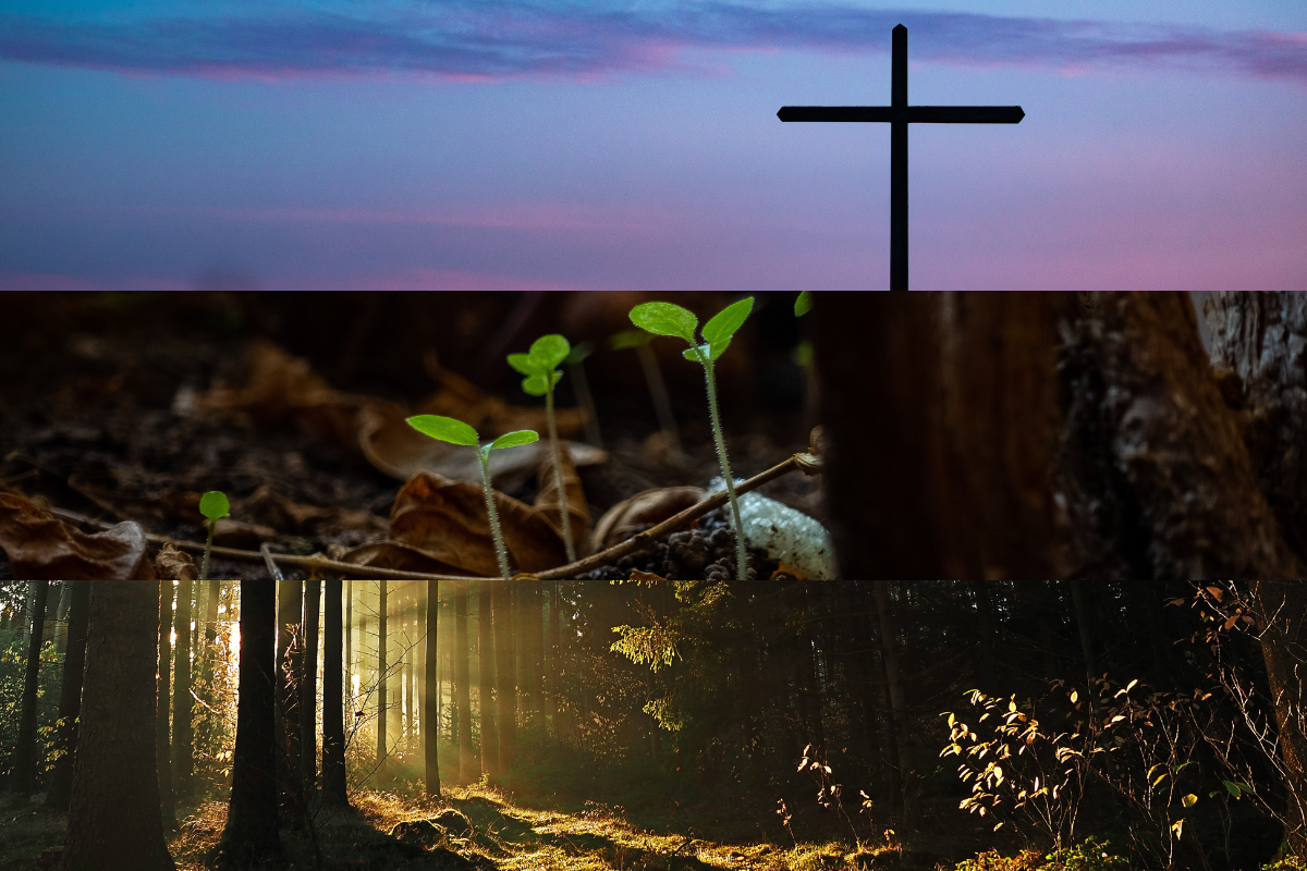 Amor, Vida, Luz 1 barnabas today reflection love light life