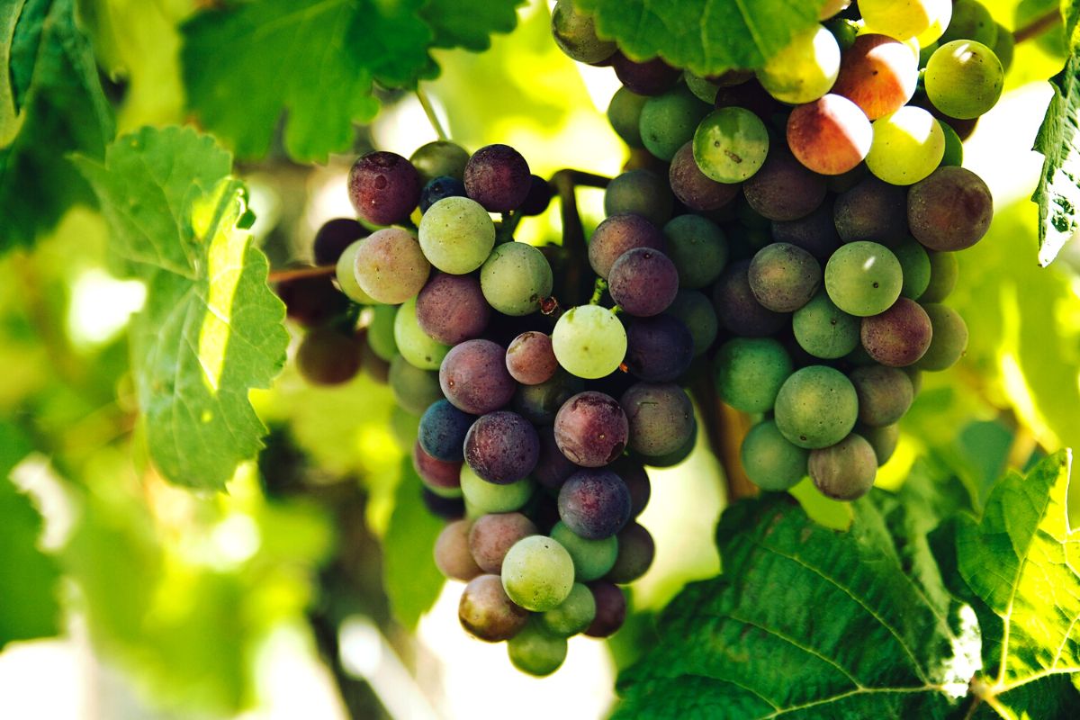 Fruitbearing 1 2022 website 1200x800 8