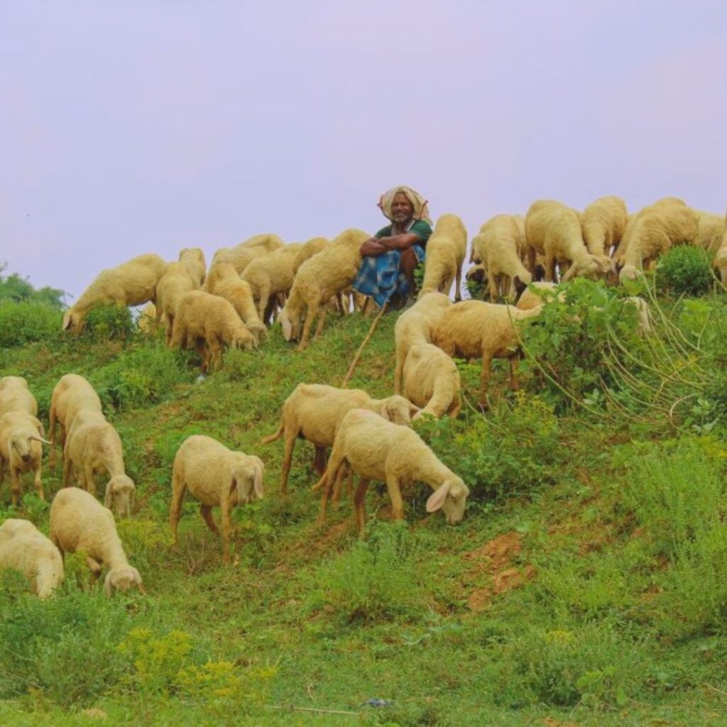Following the Good Shepherd in a VUCA World 2 july templates 36