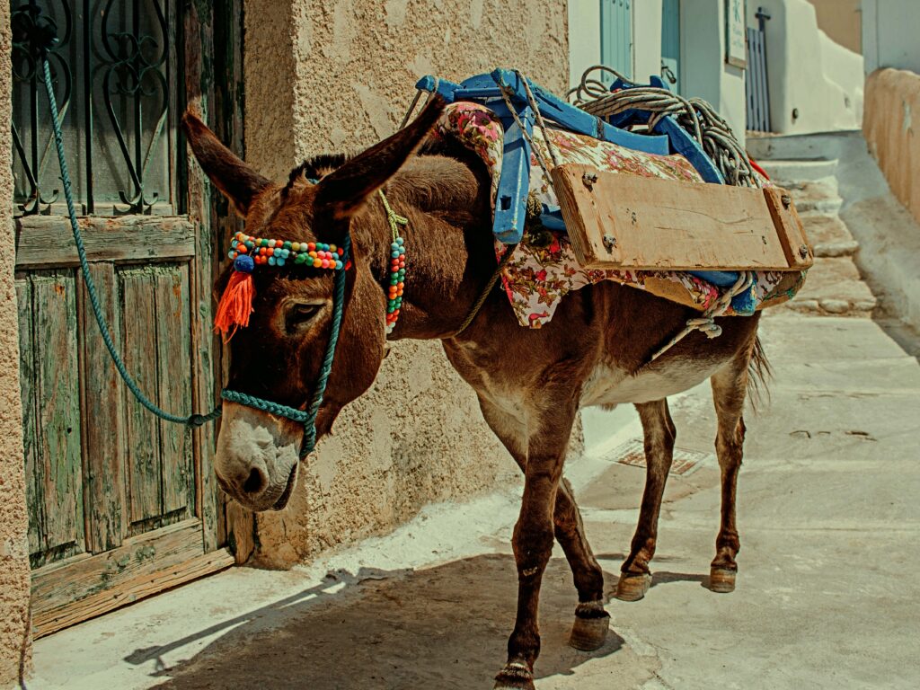 A Donkey's Lesson: Prayer Inspired by Numbers 1 Numbers