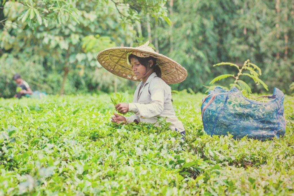 The Role of Indigenous Women in Preserving Ecological Knowledge 1 Indigenous